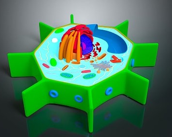 舉例說明細胞組織器官系統是如何協同工作的_細胞組織系統